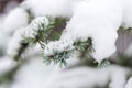 Spruce branches in the snow, winter Royalty Free Stock Photo