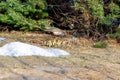 Spruce branches under which first spring shoots make their way from under the fallen needles and snow, selective focus