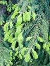Spruce branches with young shoots. Evergreen tree Royalty Free Stock Photo