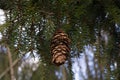 spruce branchlet with dry cone