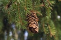 spruce branchlet with dry cone