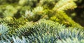 Spruce brunch close up. Christmas wallpaper concept. Texture of Christmas tree needles close-up. Conifer needles, warm Royalty Free Stock Photo