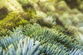 Spruce brunch close up. Texture of Christmas tree needles close-up. Christmas wallpaper concept. Conifer needles, warm Royalty Free Stock Photo