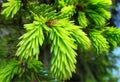 Spruce bud