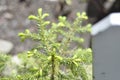 Spruce buds are bright green and can be used as medicin. Beautiful evergreen plant in closeup. Grows in garden and wild