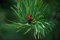 Spruce buds, ripened in the spring. The growth of a plant, close