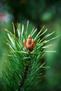 Spruce buds, ripened in the spring. The growth of a plant, close