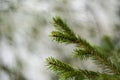 Spruce buds on unfocused background Royalty Free Stock Photo