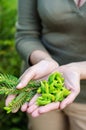 Spruce buds Royalty Free Stock Photo