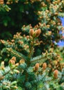 Spruce buds, young cones on a sky background, spruce flowers in spring