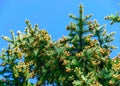 Spruce buds, young cones on a sky background, spruce flowers in spring