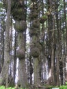 Spruce Burls - Hiking in Olympic National Park