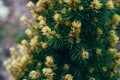 Spruce canadian Picea glauca Daisy\'s White Royalty Free Stock Photo
