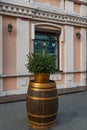 Spruce Christmas tree atop wooden barrel