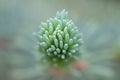 Spruce closed fresh pine with spikes bokeh macro