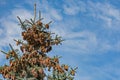 Spruce completely strewn with fir cones