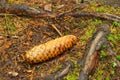 Spruce cone Royalty Free Stock Photo