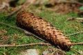 Spruce cone Royalty Free Stock Photo