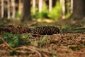 Spruce cone Royalty Free Stock Photo