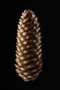 Spruce cone Royalty Free Stock Photo