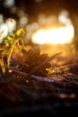 Autumn forest atmosphere. Colored leaves and twigs lie on the ground, and a bright spruce cone lies on them. The bright Royalty Free Stock Photo