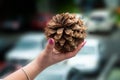 spruce cone in hand pinecone tree forest winter nature Royalty Free Stock Photo