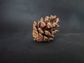 spruce cone isolated on black background Royalty Free Stock Photo