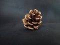 spruce cone isolated on black background Royalty Free Stock Photo