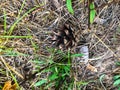 A spruce cone lies among the dry grass. shoot of pine trees with scales. nuts inside the cones. pine cone as a valuable raw