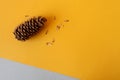 Spruce cone with seeds on a yellow background top view place for text-coniferous plant seed collection concept