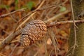 Spruce cone on a twig in the forest