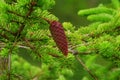 Spruce cone Royalty Free Stock Photo