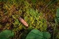 Spruce cone on wet green moss in forest, close-up. Soft focus, natural background, copy space