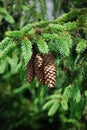 Spruce cones Royalty Free Stock Photo