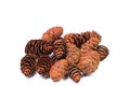 Spruce cones against a white background Royalty Free Stock Photo