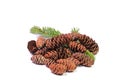 Spruce cones against a white background Royalty Free Stock Photo