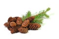 Spruce cones against a white background Royalty Free Stock Photo