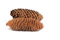 Spruce cones against a white background Royalty Free Stock Photo