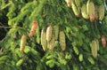 Spruce cones Royalty Free Stock Photo