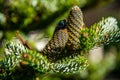 spruce cones, Conifer cones