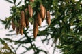 Spruce cones growing on a tree