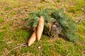 Spruce cones Royalty Free Stock Photo