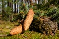 Spruce cones Royalty Free Stock Photo