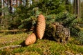 Spruce cones Royalty Free Stock Photo
