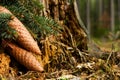 Spruce cones Royalty Free Stock Photo