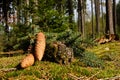 Spruce cones Royalty Free Stock Photo