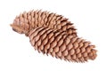 Spruce cones Royalty Free Stock Photo