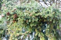 Spruce cones. Royalty Free Stock Photo