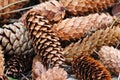 spruce cones, Royalty Free Stock Photo