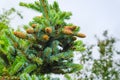 Spruce cones on young branches with green needles.